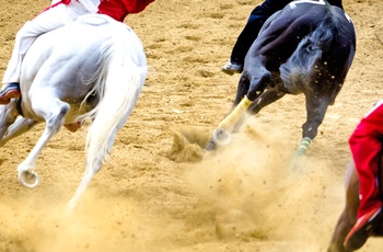 Hestevædeløbet Palio d'Asti 