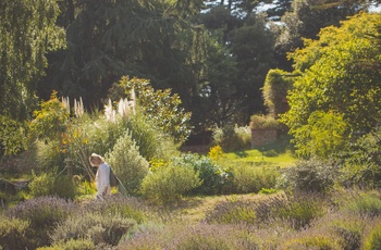 Jersey Lavender