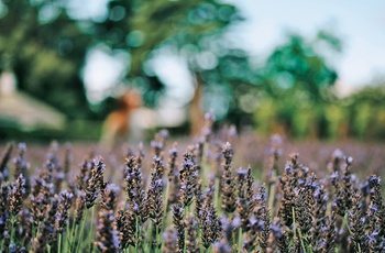 Jersey Lavender