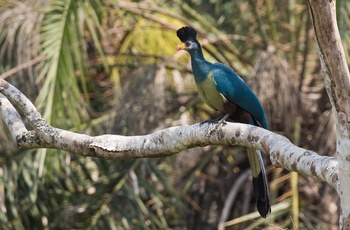 Kæmpeturako i Kibale National Park - Uganda