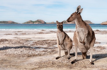Kænguruer på stranden ved Lucky Bay - Western Australia