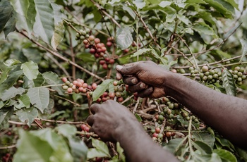 Kaffebønner håndplukkes på lille kaffefarm - Uganda