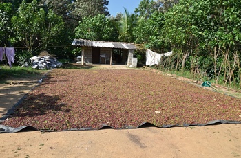 Kaffebønner soltørres på lille kaffefarm - Uganda