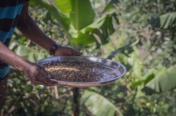 Kaffebønner vises frem på lille lokal kaffefarm - Uganda
