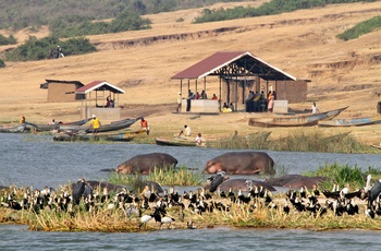 Flodheste, fugle og lokale ved Kazinga-kanalen i Queen Elisabeth National Park, Uganda
