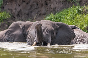 Elefanter boltrer sig i Kazinga-kanalen i Queen Elisabeth National Park - Uganda