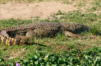 Krokodille ved Kazinga-kanalen i Queen Elisabeth National Park - Uganda