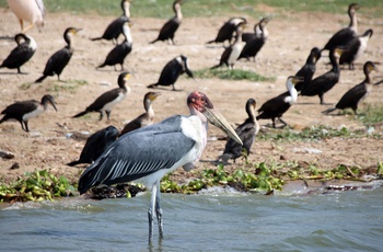 Kæmpe stork i Kazinga-kanalen i Queen Elisabeth National Park - Uganda
