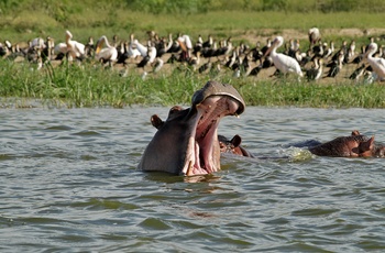 Flodhest i Kazinga-kanalen i Queen Elisabeth National Park - Uganda
