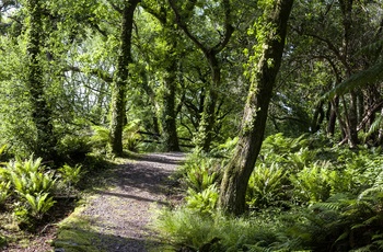 Kells Bay Gardens - her er bare grønt