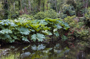 Kells Bay Gardens, Ring of Kerry, Irland