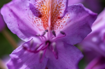 Kells Bay Gardens, Ring of Kerry, Irland