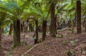 Kells Bay Gardens, Ring of Kerry, Irland