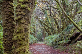 Kells Bay Gardens, Ring of Kerry, Irland