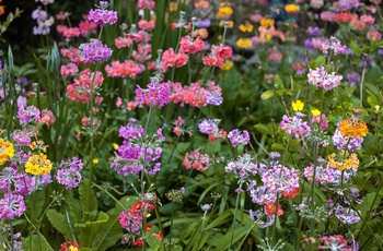 Kells Bay Gardens, Ring of Kerry, Irland