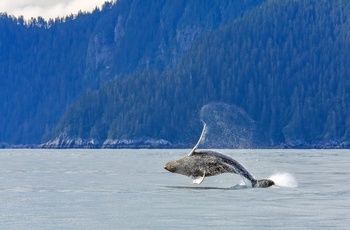 Pukkelhval i Kenai Fjords National Park