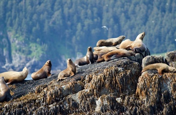 Søløver i Kenai Fjords National Park