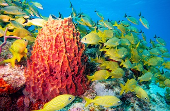 Koraller i Florida Keys National Marine Sanctuary nær Key Largo - Florida