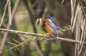 Kingfisher i Uganda