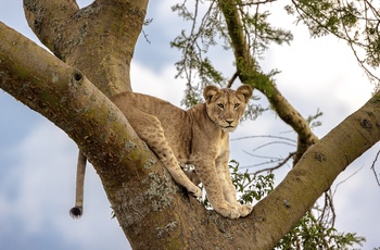 Klatrende løver i Queen Elizabeth National Park - Uganda