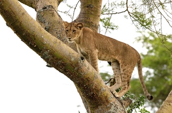 Klatrende løver i Queen Elizabeth National Park - Uganda