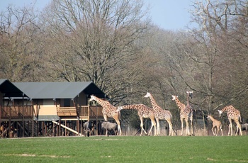 Knuthenborg_Safaricamp telt med giraffer-1600px