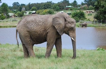 Knysna Elephant Park i Sydafrika