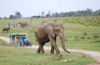 Knysna Elephant Park i Sydafrika