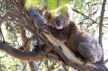 Koala i Mikkira Station - South Australia