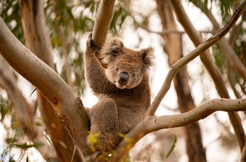 Koala i træ på Kangaroo Island i South Australia - Foto: Copyright Tourism Australia