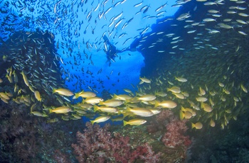Koraller og fisk ved Ningaloo Reef i Western Australia