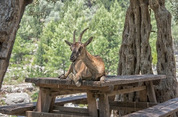 Kri Kri ged i Samaria-kløften på Kreta - Grækenland