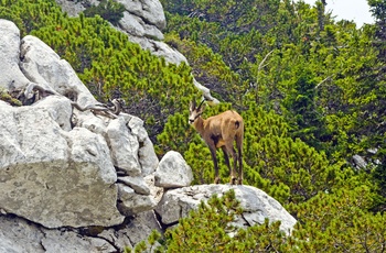 Der er et rigt dyreliv i Sjeverni Velebit nationalpark, Kroatien
