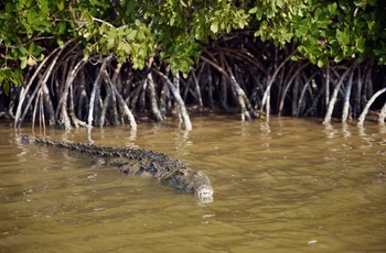 Krokodille i Río Lagartos Biosfærereservat på Yucatan-halvøen - Mexico