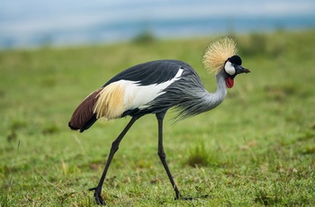 Kronede trane ved Mutanda-søen - Uganda