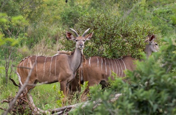Kudoer i Kruger National Park, Sydafrika