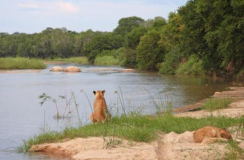 Løver ved bredden af Sabie River i Sydafrika