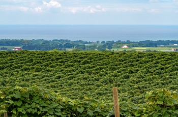 Vinområde med udsigt til Lake Erie, Pennsylvania
