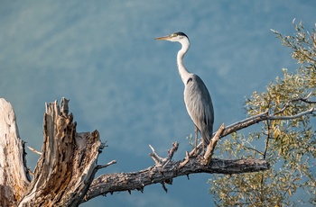Hejre i Lake Kerkini National Park - Grækenland