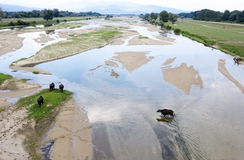 Vilde vandbøfler i Lake Kerkini National Park - Grækenland