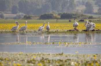 Pelikaner i Lake Kerkini National Park - Grækenland