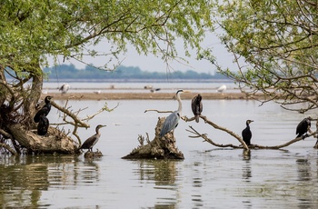 Der er et rigt fugleliv i Lake Kerkini National Park - Grækenland