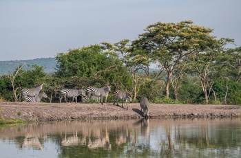 En flok zebraer i Lake Mburo National Park - Uganda