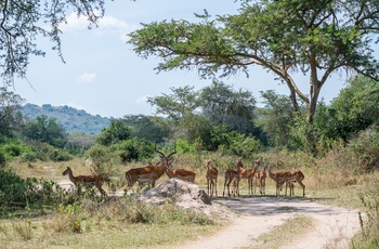 En flok antiloper i Lake Mburo Nationalpark - Uganda