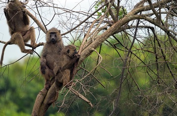 Bavianer i Lake Mburo National Park - Uganda