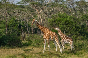 Giraffer i Lake Mburo National Park - Uganda