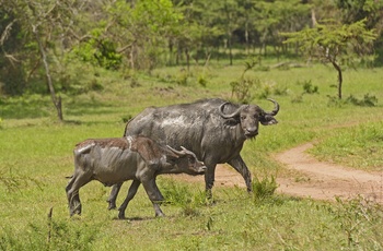 Vandbøfler i Lake Mburo National Park - Uganda