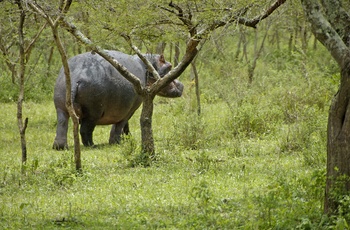 Flodhest i Lake Mburo National Park - Uganda