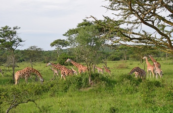 En flok giraffer i Lake Mburo National Park - Uganda