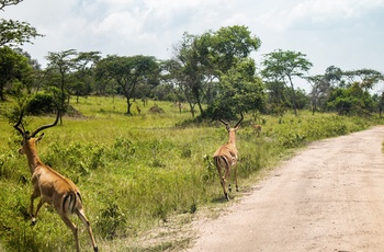Antiloper i fart på grusvej i Lake Mburo National Park - Uganda